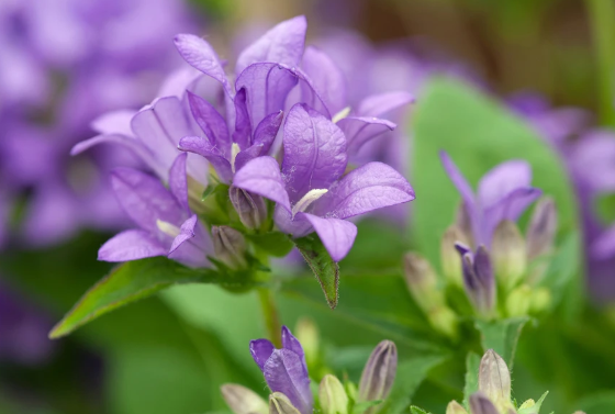 Bellflower