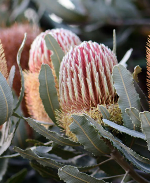 Banksia