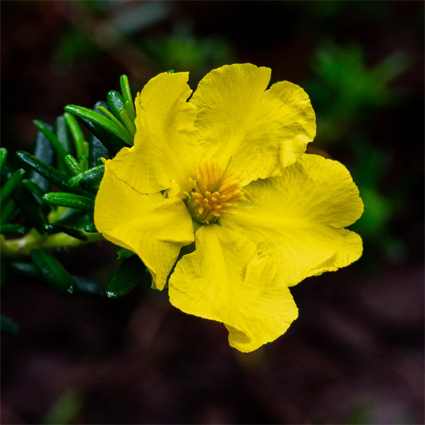 Guinea Flower