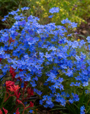 Lechenaultia