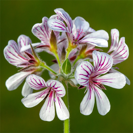 Pelargonium