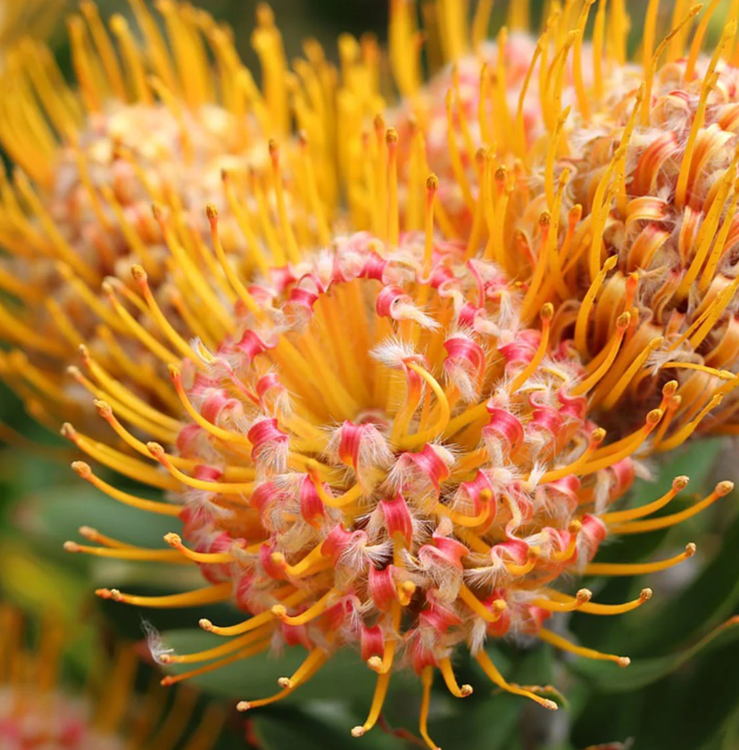 Pincushions